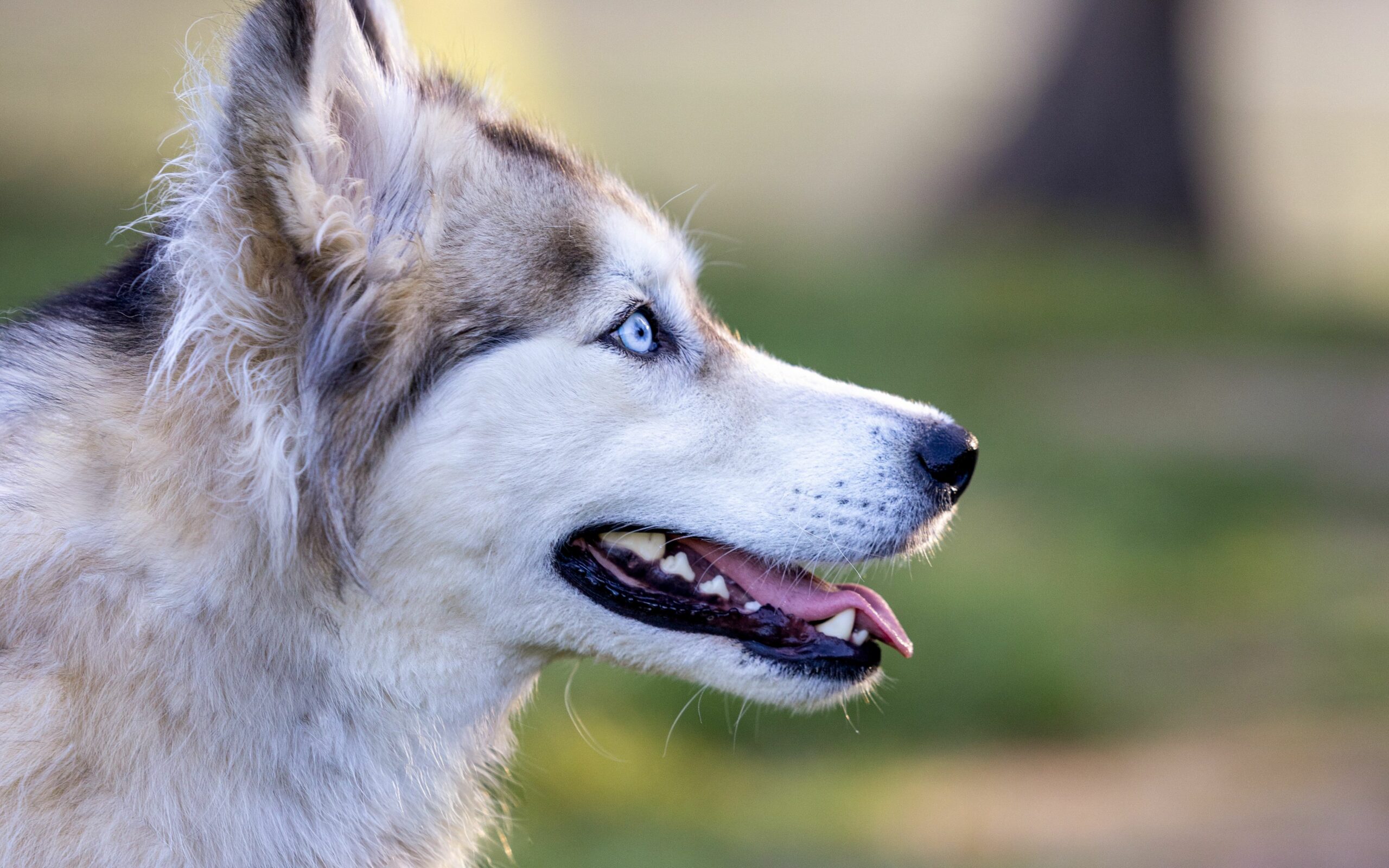 perro-husky-11242 perro-husky-11242