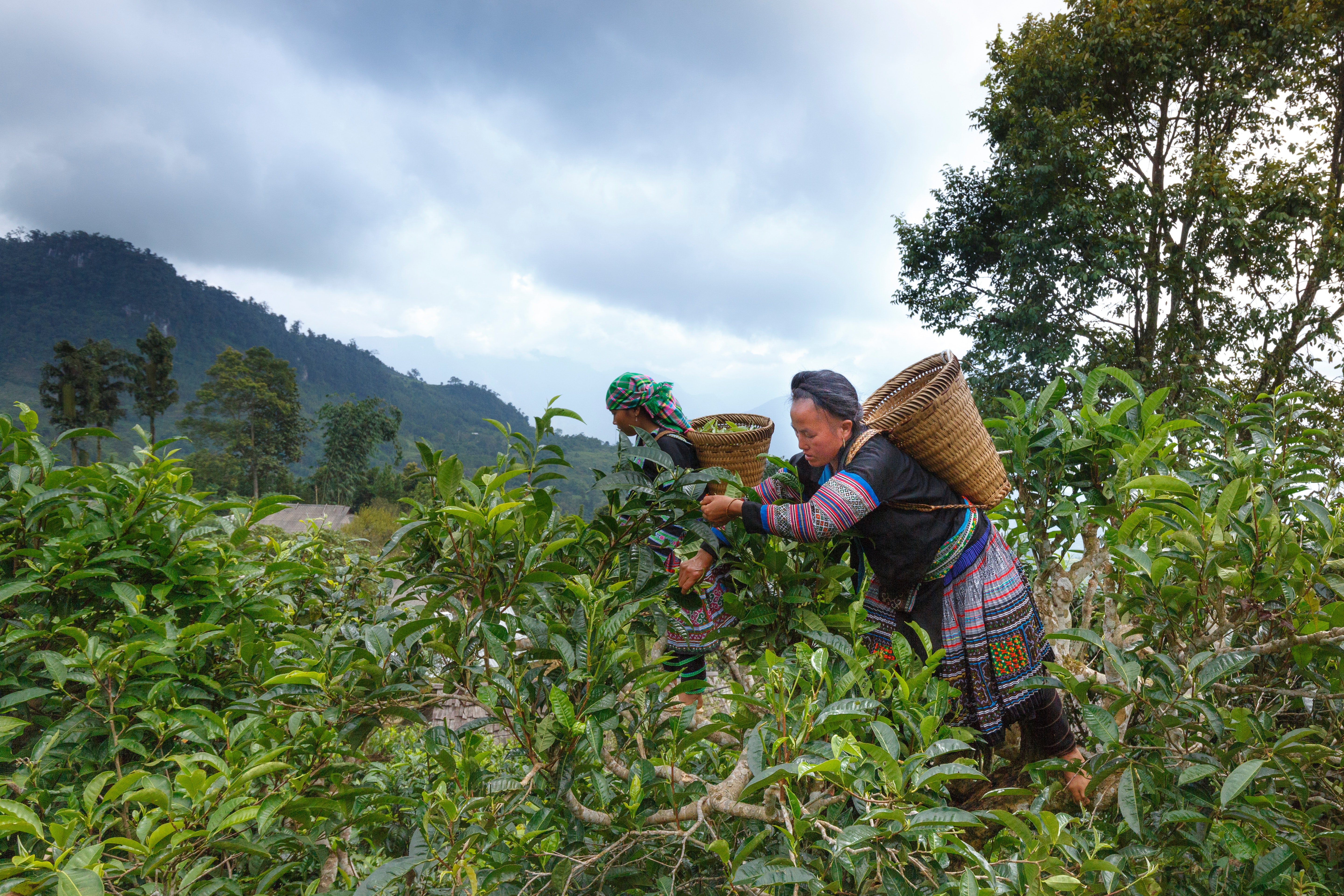 Regenerative organic agriculture