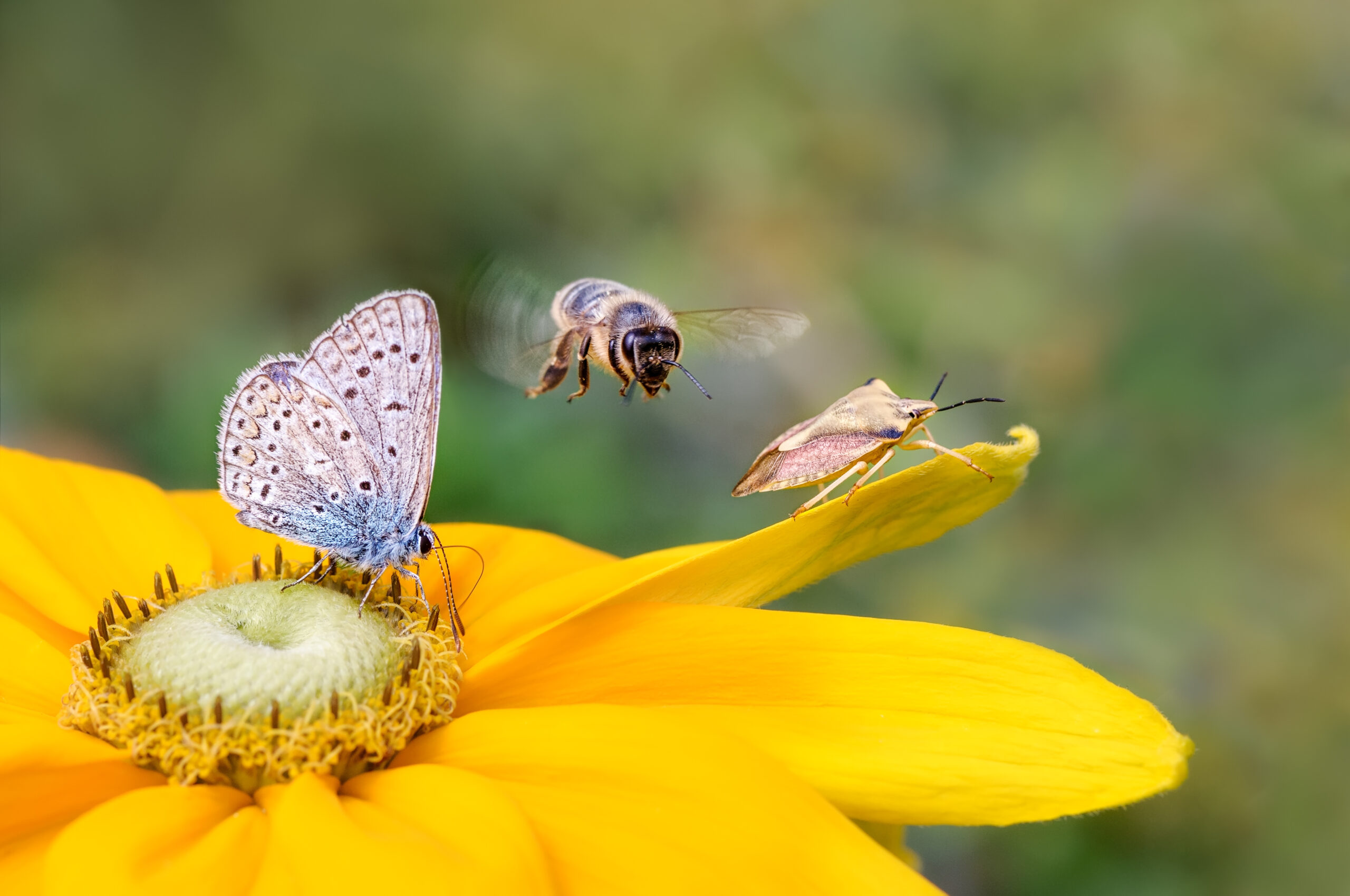 Biodiversity