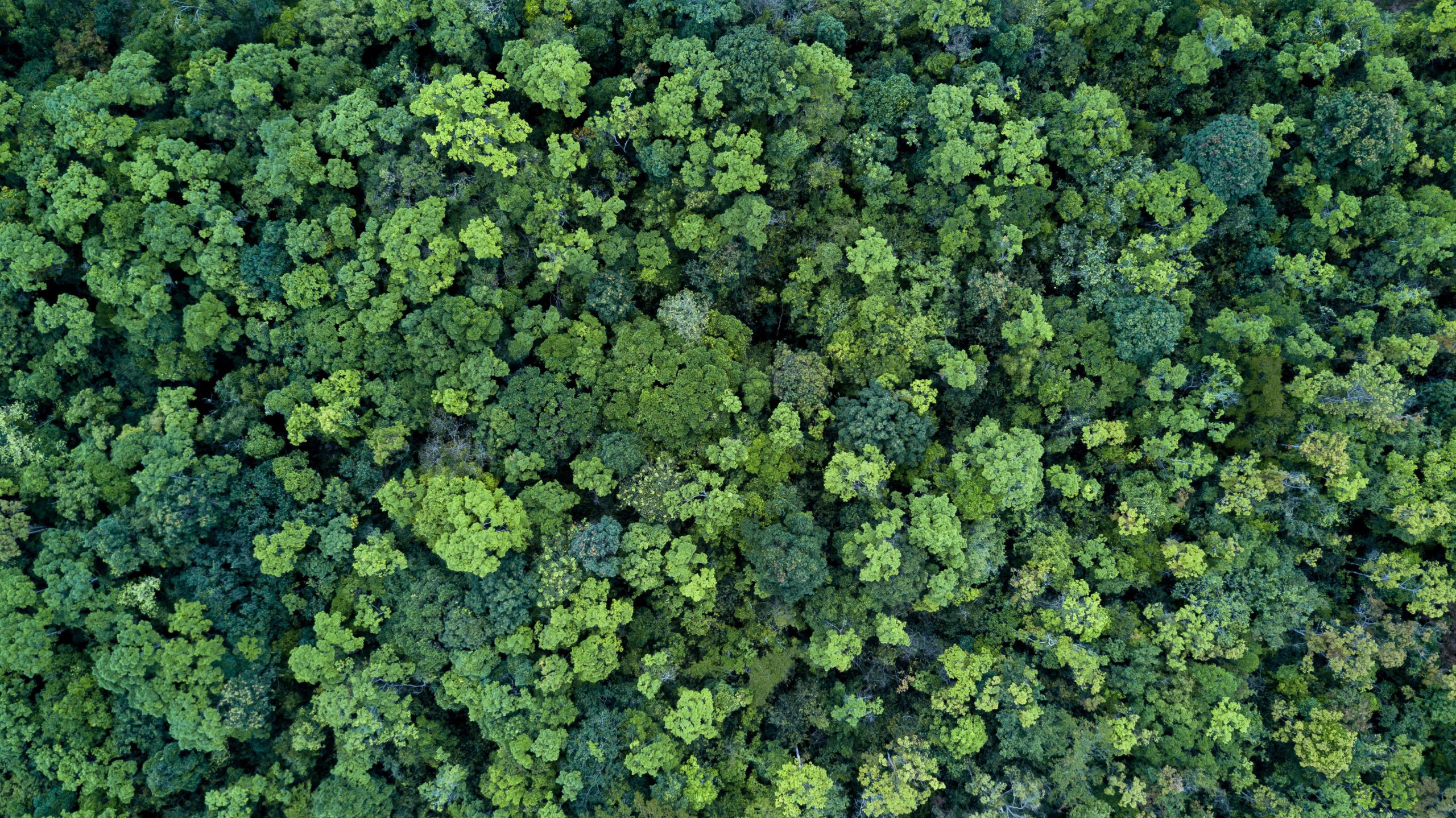 Forestry Timber Certification Forestry Timber Certification