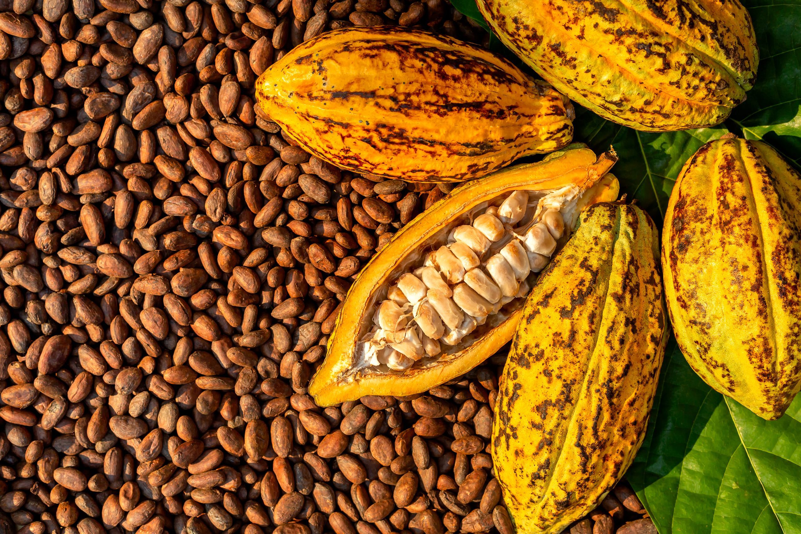 Cacao Cacao