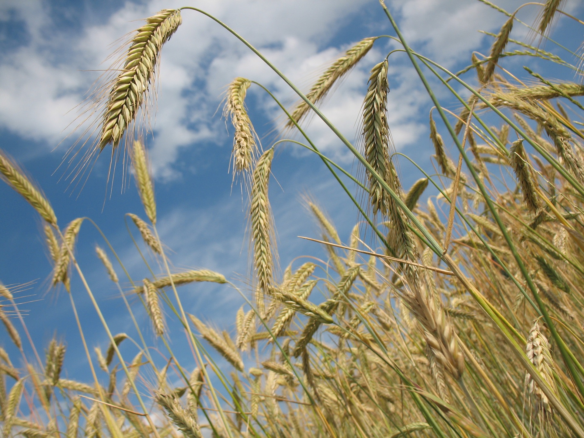 wheat-grain-controlunion wheat-grain-controlunion