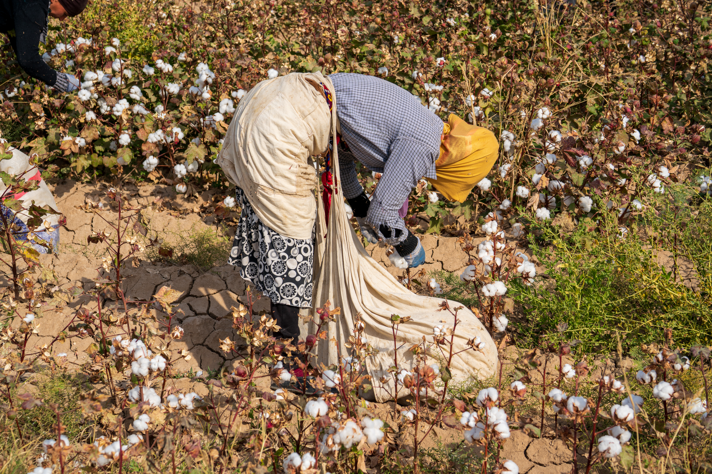 cotton farm