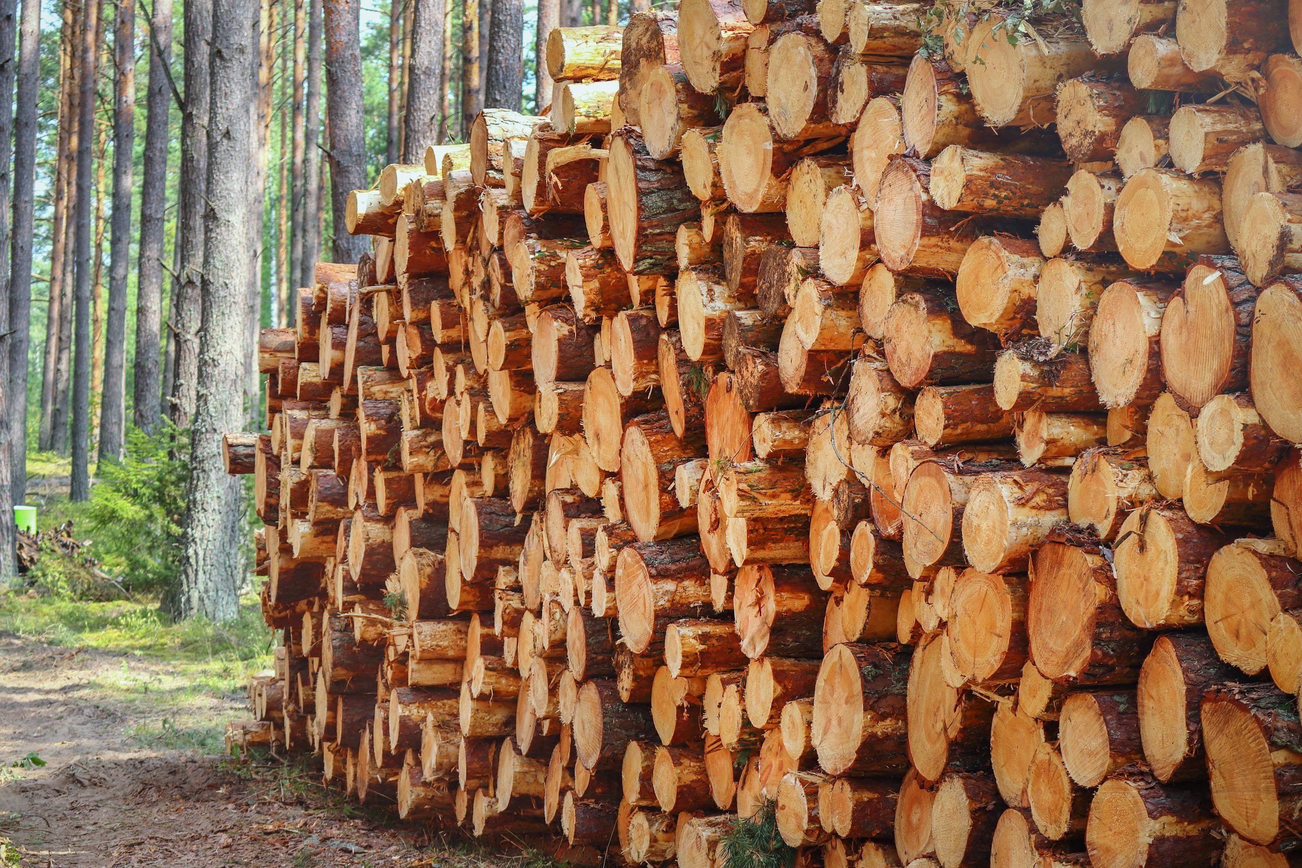 Tree logs and stumps with bark lie stacked in a forest after being cut
