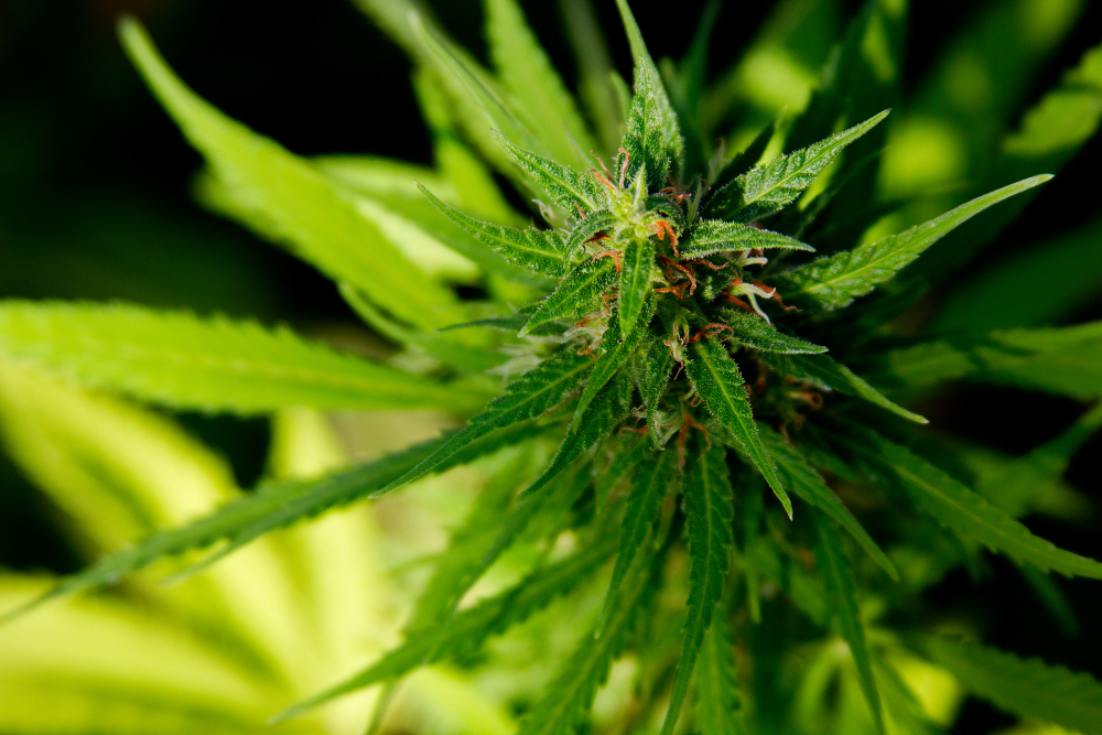 shutterstock_410413681 – コピー