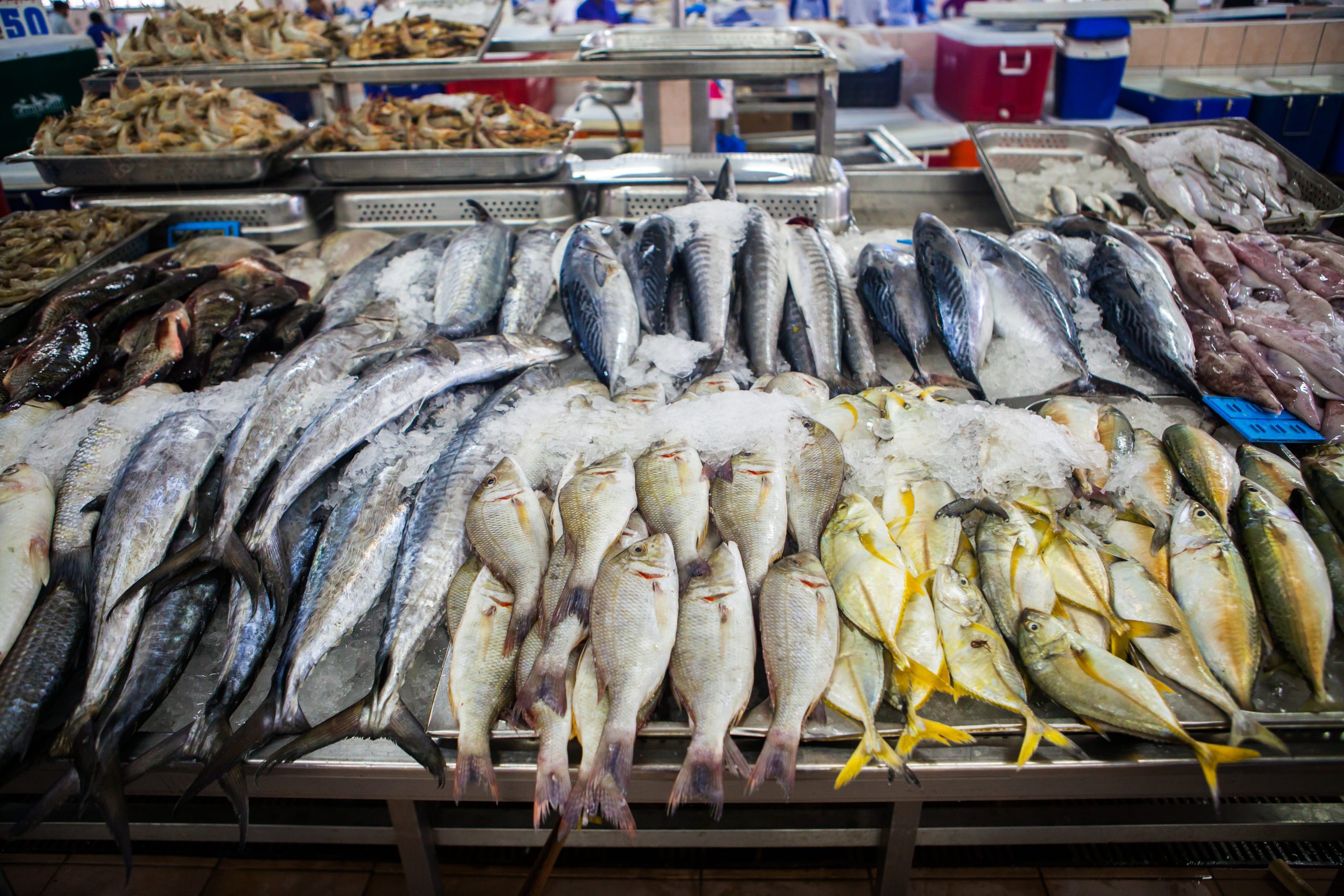 fish market abu dhabi, fish, market, fhish in ice, Shrims, seafo